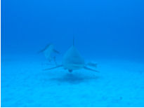 Bullenhai Carcharhinus leucas