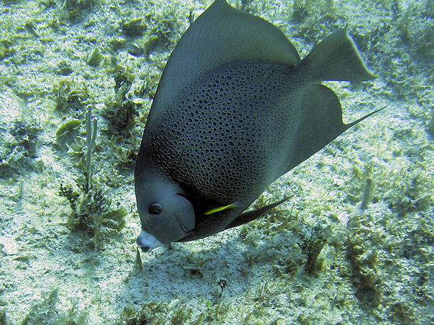 Pomacanthus arcuatus