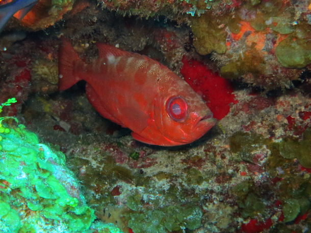 Priacanthus arenatus