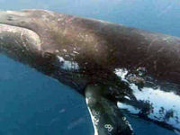 Megaptera novaeangliae