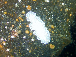 Prostheceraeus vittatus