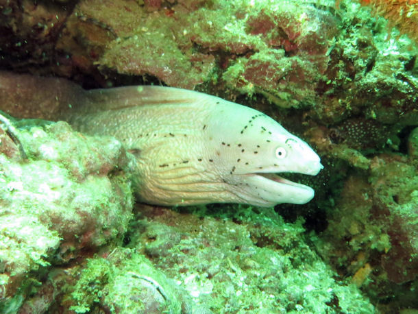 Graue Mur�ne Gymnothorax griseus