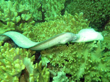 Graue Mur�ne Gymnothorax griseus