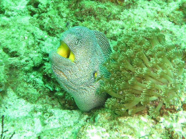 Gelbmaulmur�ne Gymnothorax nudivomer