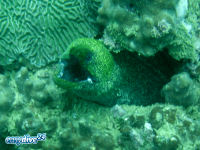 Russkopf-Mur�ne Gymnothorax flavimarginatus