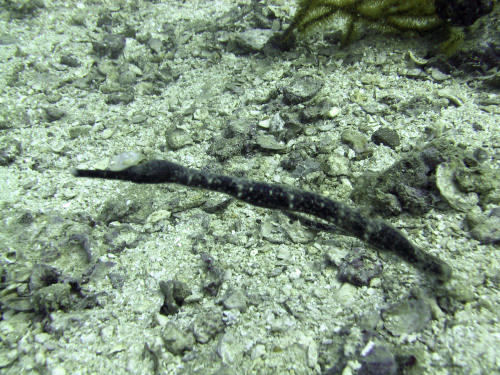 Trachyrhamphus bicoarctatus