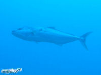 Bernsteinmakrele Seriola dumerili