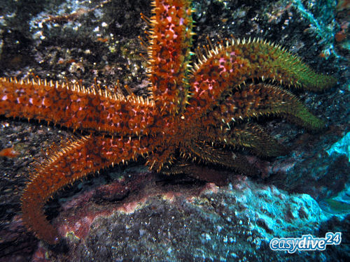 Coscinasterias tenuispina
