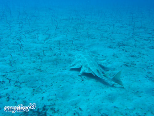 Tauchen Fuerteventura