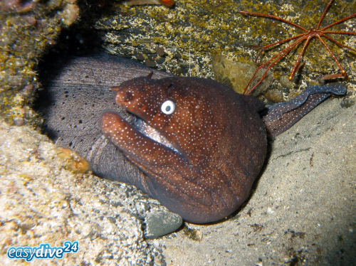 F�rst-August-Mur�ne