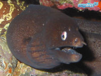 F�rst-August-Mur�ne Muraena augusti