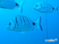 Geissbrasse Diplodus sargus