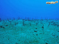 Braune R�hrenaale Heteroconger longissimus