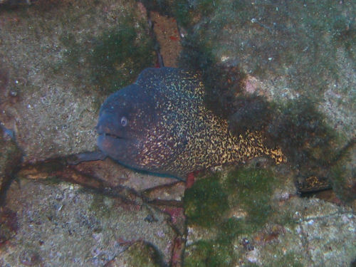 Mur�ne am Conger-Wrack