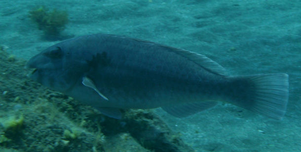 Seepapagei Sparisoma cretense