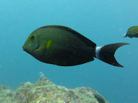 Acanthurus xanthopterus