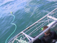 Tauchen mit Wei�en Haien