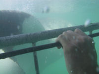 Tauchen mit Wei�en Haien