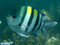 Abudefduf vaigiensis