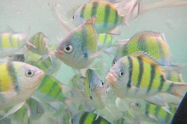 Abudefduf vaigiensis