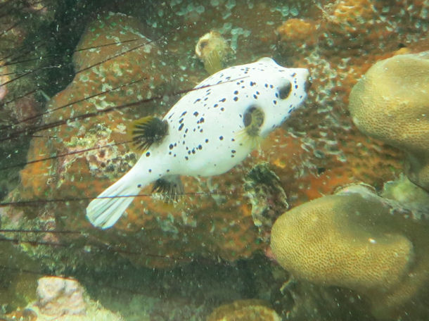 Arothron nigropunctatus