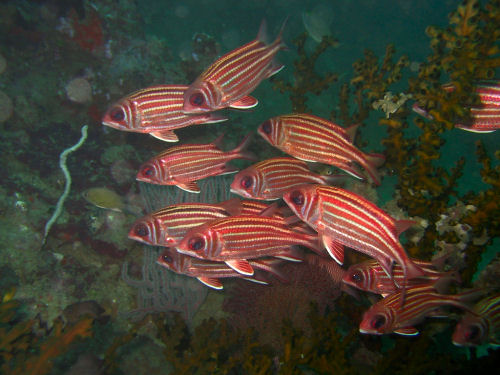 Roter Eichh�rnchenfisch Sargocentron rubrum
