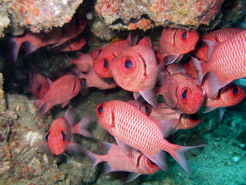 Wei�saum-Soldatenfische Myripristis murdjan