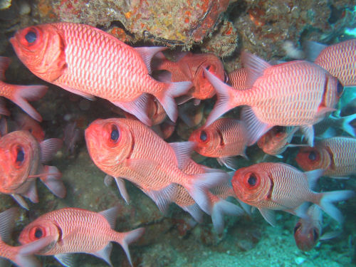 Wei�saum-Soldatenfische Myripristis murdjan