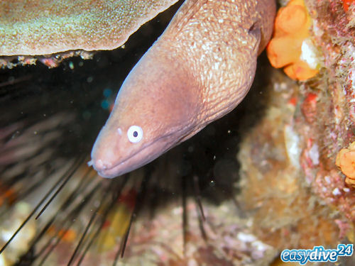 Weissaugenmur�ne Gymnothorax thyrsoideus