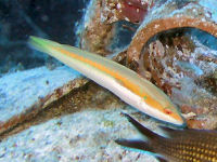 Meerjunker Coris julis