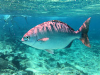 Bermuda Chub Kyphosus incisor