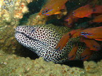 Netzmur�ne Gymnothorax favagineus