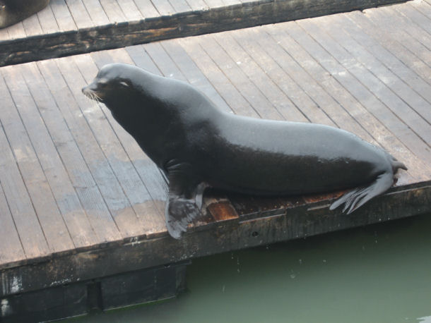 Seel�we Zalophus californianus