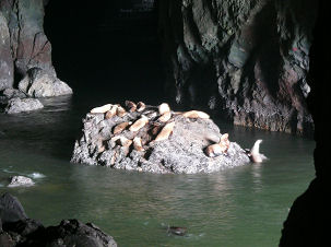 Stellar Seel�we Eumetopias jubatus