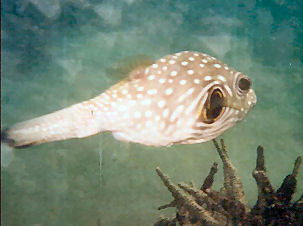 Wei�flecken-Kugelfisch Arothron hispidus