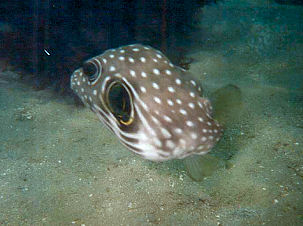 Wei�flecken-Kugelfisch Arothron hispidus