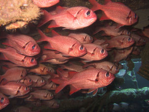 Gro�schuppen-Soldatenfische Myripristis berndti