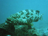 Epinephelus fuscoguttatus