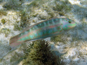 Halichoeres bivittatus