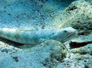 Eidechsenfisch vor Cuba