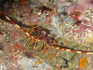 Europ�ische Languste Palinurus elephas