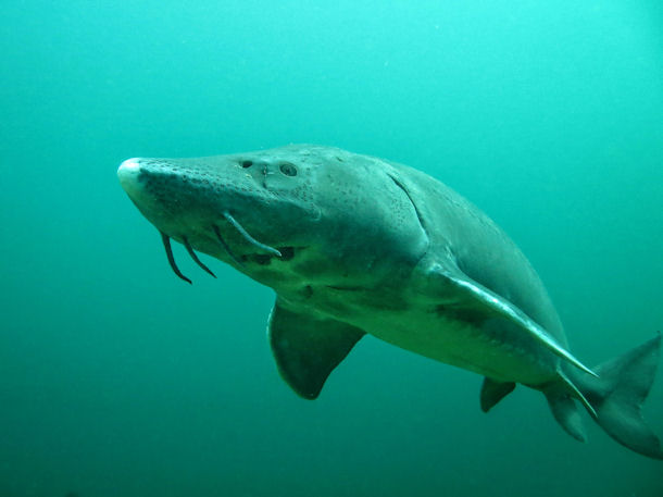 St�r in L�bej�n