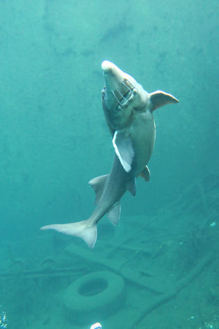 St�r in L�bej�n