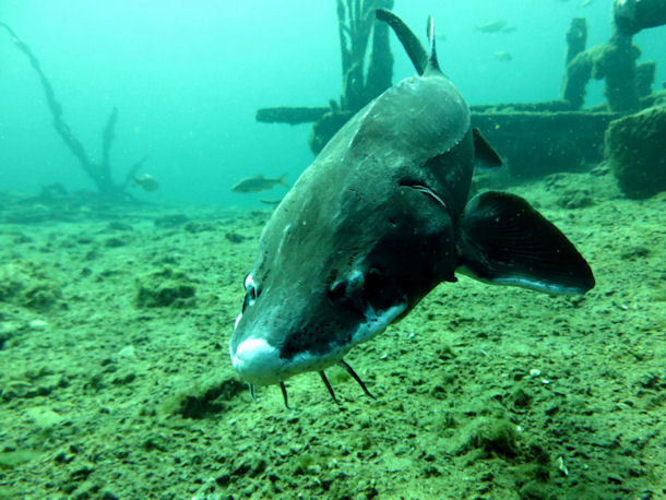 Steinbr�che von L�bej�n