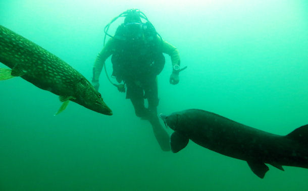 St�r in L�bej�n