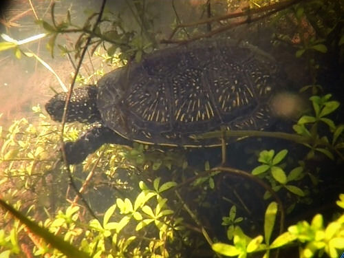 Europ�ische Sumpfschildkr�te