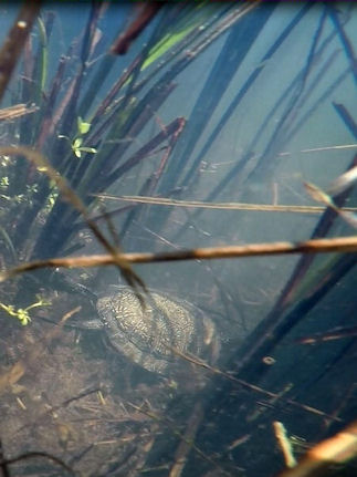 Europ�ische Sumpfschildkr�te