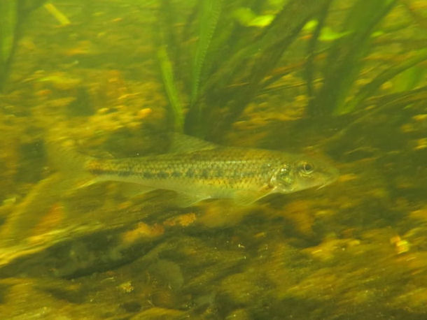 Gr�ndlinge Gobio gobio