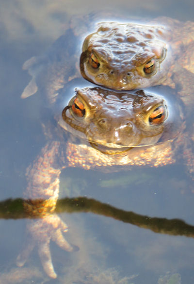 Erdkr�ten im M�llensee