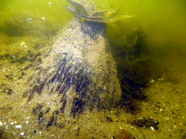 �senbalken und Pfahlreste im Rheinsberger See